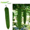 Tolerant to disease hybrid F1 Bitter gourd Balsam Pear seeds